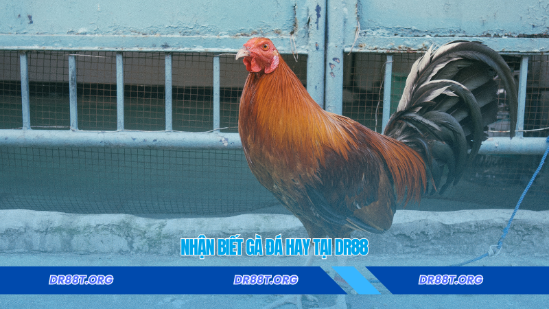 nhận biết gà đá hay tại Dr88